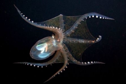 The Glass Octopus, Gurita dengan Tampilan Menyerupai Hantu