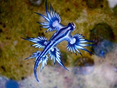 Siput Laut Naga Biru, Si Cantik yang Mematikan