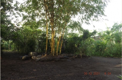Bambu Kuning: Dari Tanaman Peneduh sampai Jimat Penolak Teluh