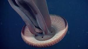 Ubur-ubur Hantu Raksasa di Laut Dalam (Giant Phantom Jellyfish)
