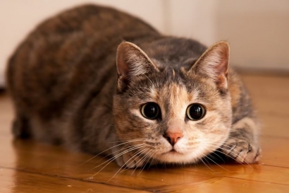 Fakta Unik Seputar Kucing (Felis Catus)