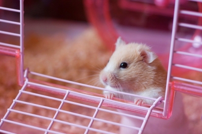 Hamster vs Tikus, Sama Tapi Berbeda