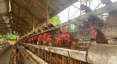 Perjalanan Seorang Sarjana Teknik Menjadi Pengusaha Ayam Petelur