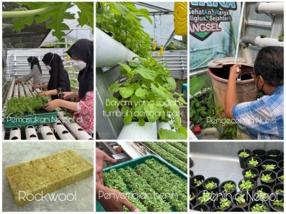 Membudidayakan Sayuran Hidroponik untuk Membantu Peningkatan Sosial Ekonomi Masyarakat Pasca Panemi