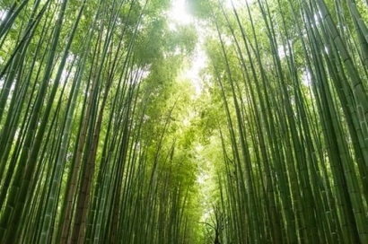 [SEKSI] Puisi | Batang Bambu Rapuh