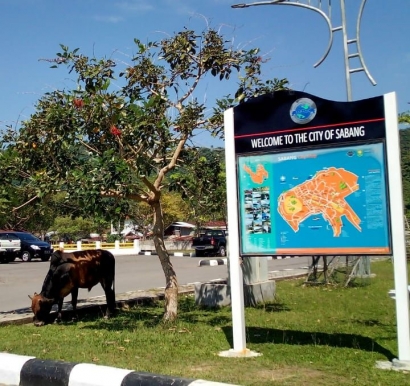 Sapi-sapi Liar Tetap Berkeliaran di Pelabuhan Balohan Sabang