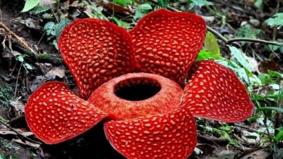 Rafflesia Arnoldii, Flora Endemik Provinsi Bengkulu