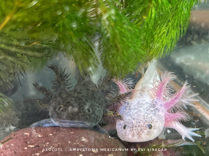 Kenalkan, Aku Axolotl atau Ajolote, Amfibi Unik dari Meksiko