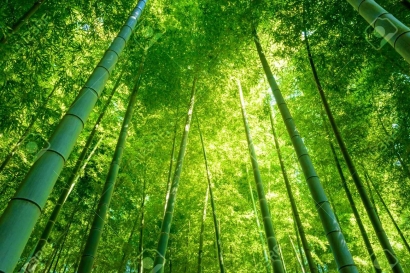 Menghargai Proses Bertumbuh dari Filosofi Bambu Cina