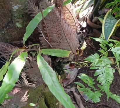 Tanaman Hias Kadaka si Penghias Pohon
