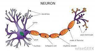 Mengetahui Lebih Dalam Kaitannya Struktur Neuron Dengan Perkembangan Anak Usia Dini