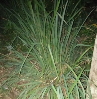 Cymbopogon, Tanaman Rumput dengan Nama Ilmiah yang Unik