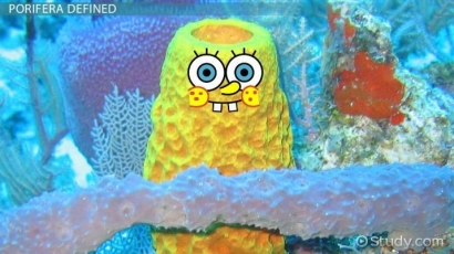 Porifera: Si SpongeBob di Dunia Nyata