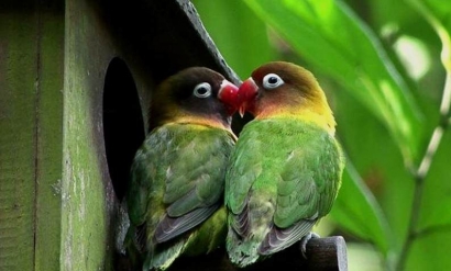 Fakta Unik Burung LoveBird yang Wajib Kamu Ketahui