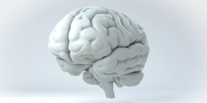 Mengenali Anatomi Otak Pada Manusia