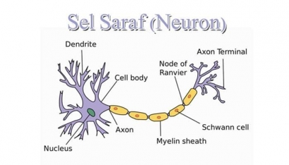 Neurotransmitter, Pemeran Utama dalam Proses Penyampaian Informasi pada Sistem Saraf Kita