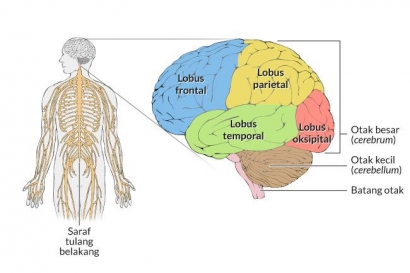 Anatomi Otak Berpengaruh Pada Kehidupan Sehari-hari Manusia