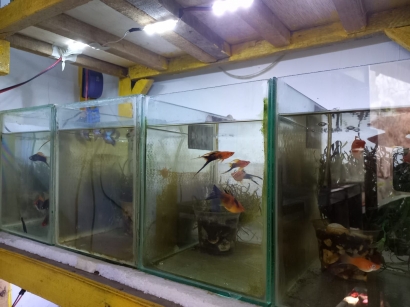 Menilik Usaha Teras Ikan Hias di Cimanggu Bogor Saat Pandemi