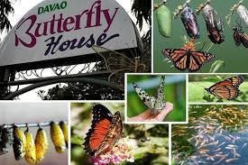 Menikmati Davao Butterfly House, Malagos Chocholate Museum dan Pulau Samal Filipina di Tengah Aksi Penyerangan