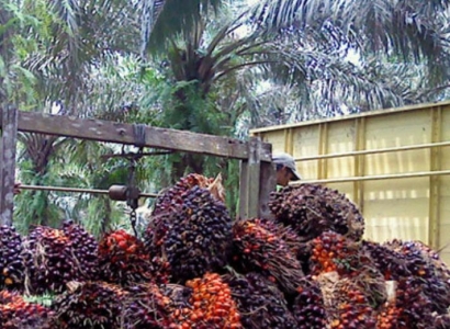 10 Negara Tujuan Utama Ekspor Minyak Kelapa Sawit dari Indonesia