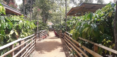 Bahoeng Basilao, Agrowisata di Desa Renah Kayu Embun yang Mengasyikkan
