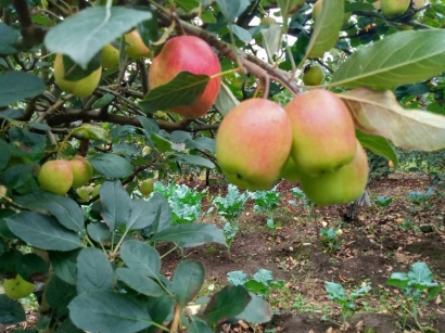 Sistem Tumpangsari Apel dan Tanaman Sayuran Semusim