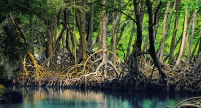 Pemberdayaan Masyarakat Melalui Pengelolaan Mangrove 