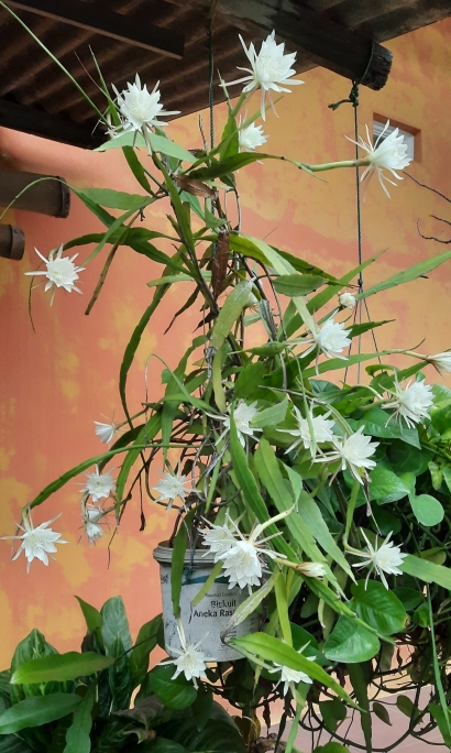 Bunga Wijaya Kusuma, Wangi Berbalut Mistis