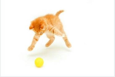 Jhon Gray: Feline Philosophy, Cats and The Meaning of Life; Apa yang Kucing Ajarkan kepada Manusia tentang Kebahagiaan?