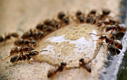 Ketika Semut-Semut Berebut Sisa Minyak Goreng