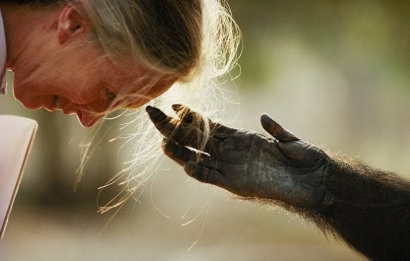 "Jane Goodall: The Hope", Dokumenter Perempuan Pejuang Nasib Simpanse