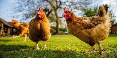 Cara Bill Gates Mengubah Lima Ekor Ayam Menjadi 1.000 Dollar
