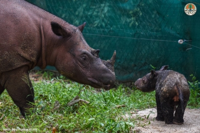 Penantian Panjang Setelah Delapan Kali Keguguran, Kelahiran Badak Sumatera Merupakan Anugerah