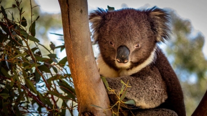 Ketika Koala Semakin Langka di Australia