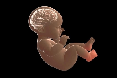 Apakah Otak Manusia Sudah Berkembang Sebelum Lahir?