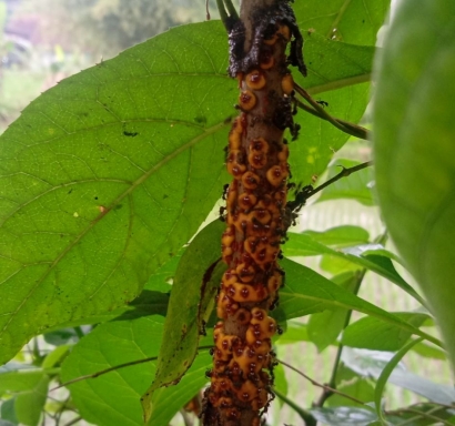 Jamur Unik yang Menempel di Batang Pohon Afrika