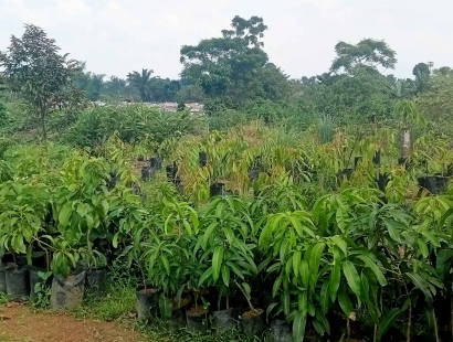 Agrobisnis Budidaya, Penanaman Pohon Durian Menjadi Wisata Kuliner Buah