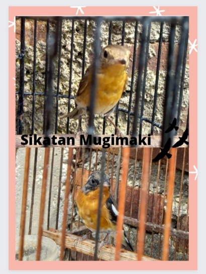 Burung Sikatan Mugimaki