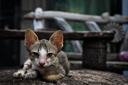 Cerpen: Eko dan Anak Kucing Jalanan