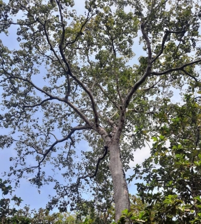 Pohon Kepoh: Melampaui Mitos, Mengungkap Manfaat untuk Kehidupan