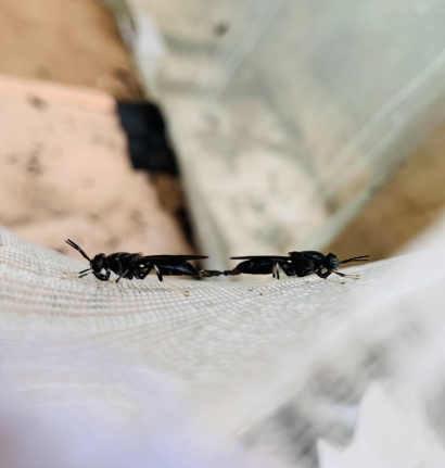 Lalat Sang Penyelamat! Mahasiswa KKN Tematik UNDIP, Kelola Sumber Daya Manusia Kelurahan Jabungan untuk Budidaya Lalat
