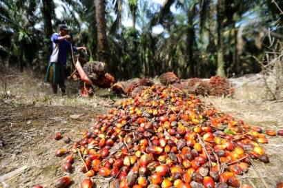Cerita tentang Pencabutan Larangan Ekspor Crude Palm Oil (CPO) dan Turunannya