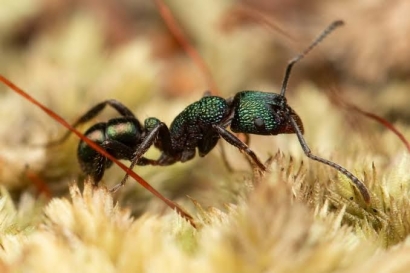 Semut Asal Australia yang Bisa Menyebabkan Alergi pada Manusia