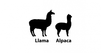 Tahukah kamu Llama dan Alpaca adalah Hewan yang Serupa tapi Tak Sama?