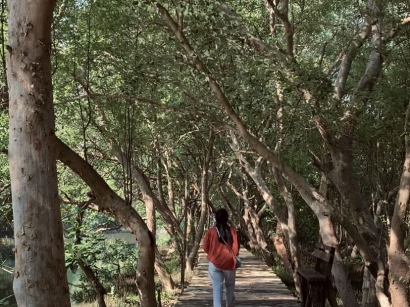 Taman Mangrove Angke Kapuk: Tempat Konservasi dan Wisata Alam yang Menarik