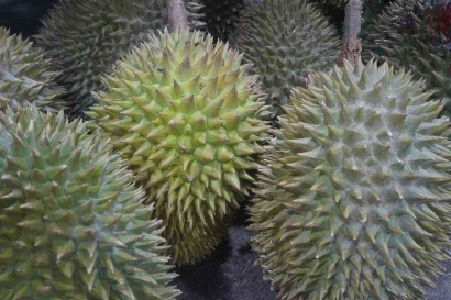 Bagai Buah Durian