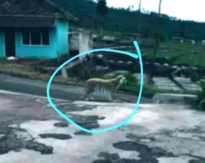 Harimau Jawa yang Dinyatakan Punah Muncul Lagi di Sukabumi