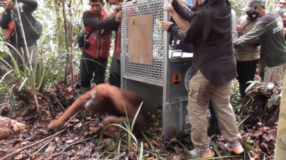 Pelepasliaran Orangutan Kumbang di Kawasan Hutan Lindung Sungai Paduan