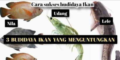 3 Budidaya Ikan Nila, Udang, dan Lele yang Menguntungkan | Cara Sukses Budidaya Ikan