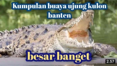 Kumpulan Buaya Ujung Kulon Banten Sumur Besar Banget Predator vs Aligator